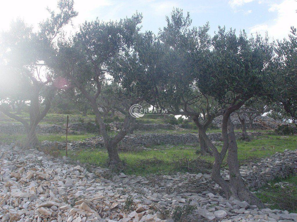 Land in Sutivan on island Brač